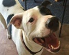 BoneVoyage Pet Resort, pet boarding and dog grooming in Galveston, TX, dog daycare in Galveston Texas