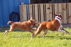 BoneVoyage Pet Resort, pet boarding and dog grooming in Galveston, TX, dog daycare in Galveston Texas